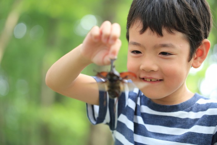 男の子ママは覚悟して！ カブトムシにバッタ、家で虫を飼う際に知っておきたいこと！ ～都会のママ友ルール第11弾～