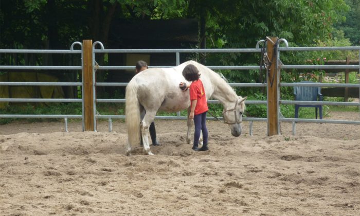 ドイツで人気のお稽古はあの動物が大活躍！おすすめの理由とは？